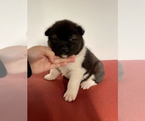 Akita Puppy for sale in GETTYSBURG, PA, USA