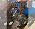 Small #1 American Pit Bull Terrier Mix