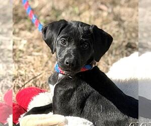 Labrador Retriever-Unknown Mix Dogs for adoption in Yardley, PA, USA
