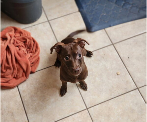 Medium Photo #1 Chiweenie Puppy For Sale in Tracy City, TN, USA