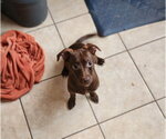 Small Chiweenie