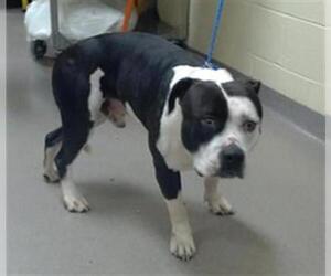 American Pit Bull Terrier Dogs for adoption in Denver, CO, USA