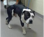 Small American Pit Bull Terrier