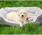 Small #13 English Cream Golden Retriever