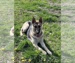 Small Photo #1 German Shepherd Dog Puppy For Sale in FORT WAYNE, IN, USA