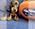 Small Photo #24 Dachshund Puppy For Sale in THORNTON, CO, USA