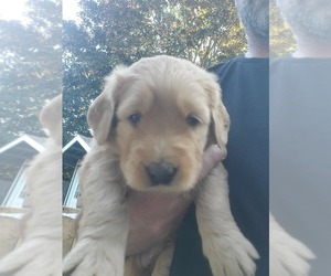 Goldendoodle Puppy for sale in TIGARD, OR, USA