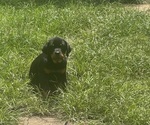 Small #1 Rottweiler