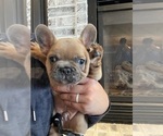 Small #2 French Bulldog