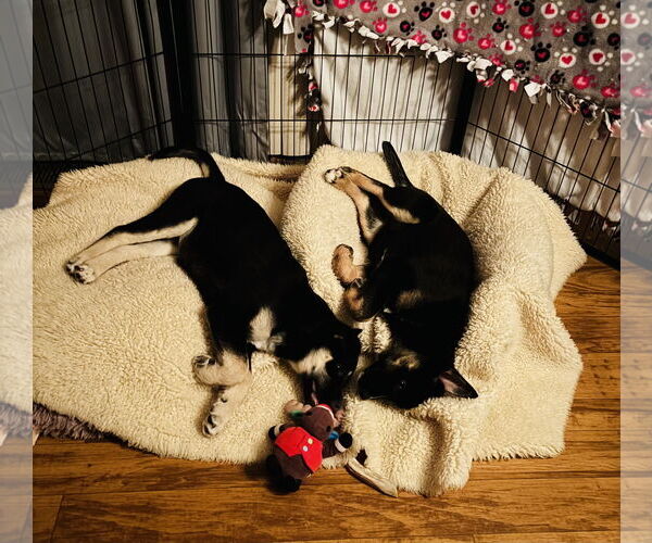 Medium Photo #8 Shepradors Puppy For Sale in Princeton, MN, USA