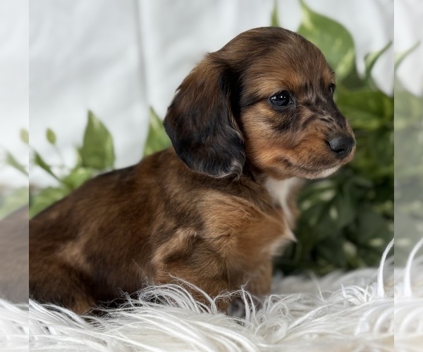 Medium Photo #14 Dachshund Puppy For Sale in ROCK STREAM, NY, USA