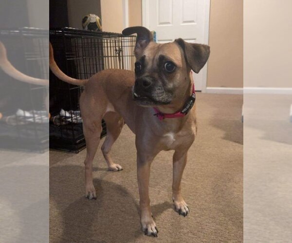 Medium Photo #3 Boxer-Unknown Mix Puppy For Sale in Woodbury, NY, USA