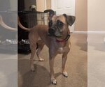 Small #2 Boxer Mix
