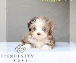 Small ShihPoo