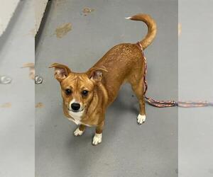 Chihuahua-Unknown Mix Dogs for adoption in Peoria, IL, USA