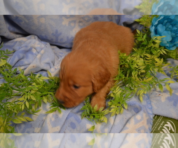 Medium Photo #2 Golden Retriever Puppy For Sale in GREENWOOD, WI, USA