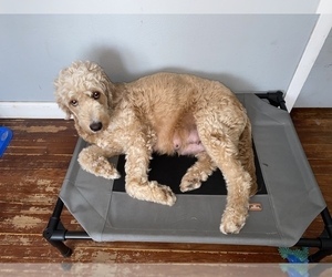 Mother of the Goldendoodle (Miniature) puppies born on 11/17/2022