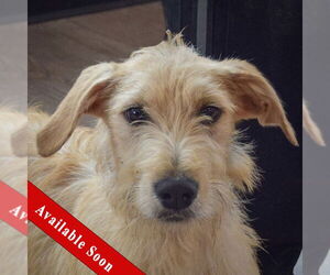 Golden Retriever-Unknown Mix Dogs for adoption in Huntley, IL, USA