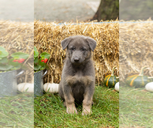German Shepherd Dog Puppy for sale in GOSHEN, IN, USA