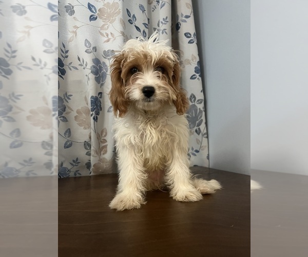 Medium Photo #35 Cavapoo-Poodle (Miniature) Mix Puppy For Sale in DURHAM, CT, USA