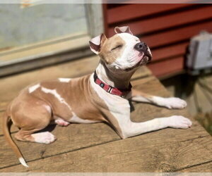 Mutt Dogs for adoption in Spotsylvania, VA, USA