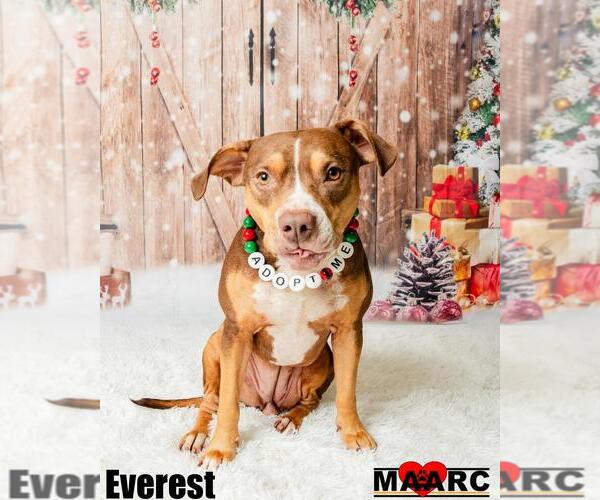 Medium Photo #3 Catahoula Leopard Dog-Unknown Mix Puppy For Sale in Maryville, TN, USA