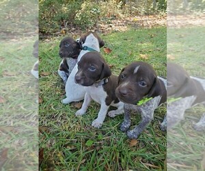 German Shorthaired Pointer Puppy for sale in WILLOW SPRINGS, NC, USA