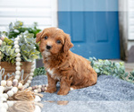 Small #1 Goldendoodle (Miniature)