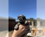 Small #1 Schnauzer (Miniature)
