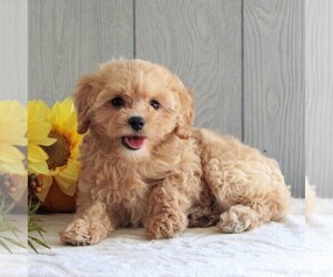 Cavachon-Poodle (Miniature) Mix Puppy for sale in GORDONVILLE, PA, USA