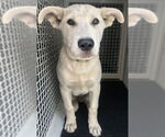 Small Labrador Retriever