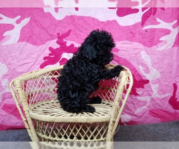 Medium Photo #3 Poodle (Toy) Puppy For Sale in SHAWNEE, OK, USA