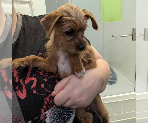 Medium Photo #1 Norfolk Terrier-Unknown Mix Puppy For Sale in Chico, CA, USA