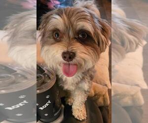Maltipoo (Toy) Dogs for adoption in San Antonio, TX, USA