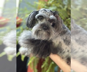 Mother of the Schnauzer (Miniature) puppies born on 04/17/2025