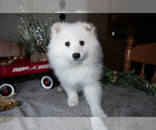 Medium Photo #1 Miniature American Eskimo Puppy For Sale in GENEVA, IN, USA
