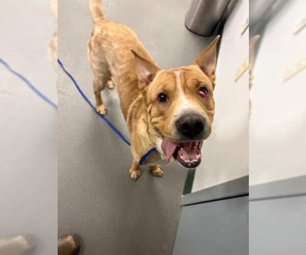 Medium Photo #1 Carolina Dog-Unknown Mix Puppy For Sale in Corpus Christi, TX, USA