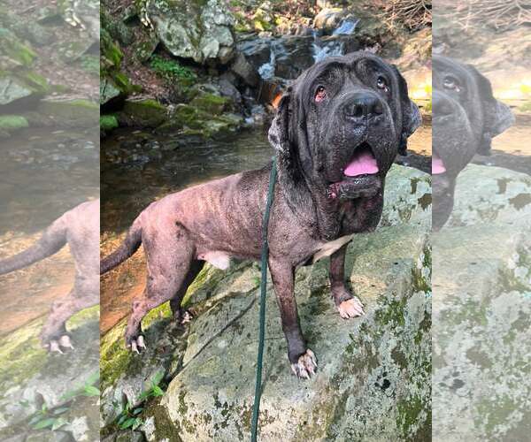 Medium Photo #1 Great Dane-Neapolitan Mastiff Mix Puppy For Sale in Rockaway, NJ, USA