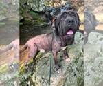 Small Great Dane-Neapolitan Mastiff Mix