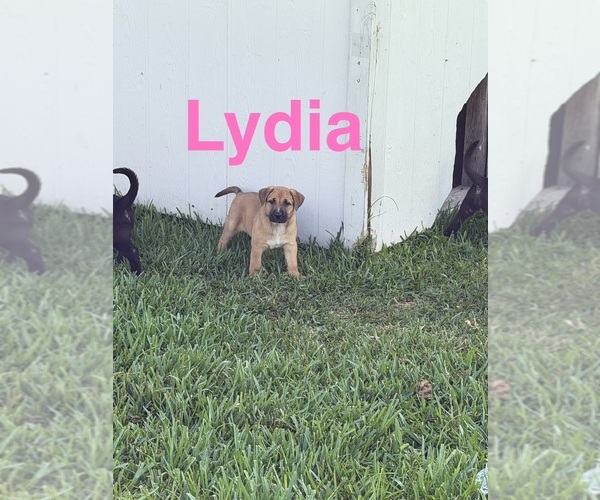 Medium Photo #4 American Pit Bull Terrier-German Shepherd Dog Mix Puppy For Sale in SUGAR LAND, TX, USA