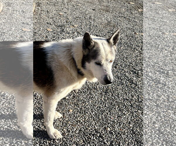 Medium Photo #3 Siberian Husky-Unknown Mix Puppy For Sale in Cedar Crest, NM, USA