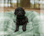 Small Photo #22 Goldendoodle Puppy For Sale in GREENBRIER, AR, USA