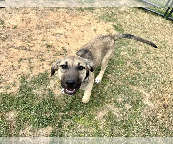 Medium Photo #16 Anatolian Shepherd-Rhodesian Ridgeback Mix Puppy For Sale in Higley, AZ, USA