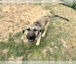 Small #15 Anatolian Shepherd-Rhodesian Ridgeback Mix
