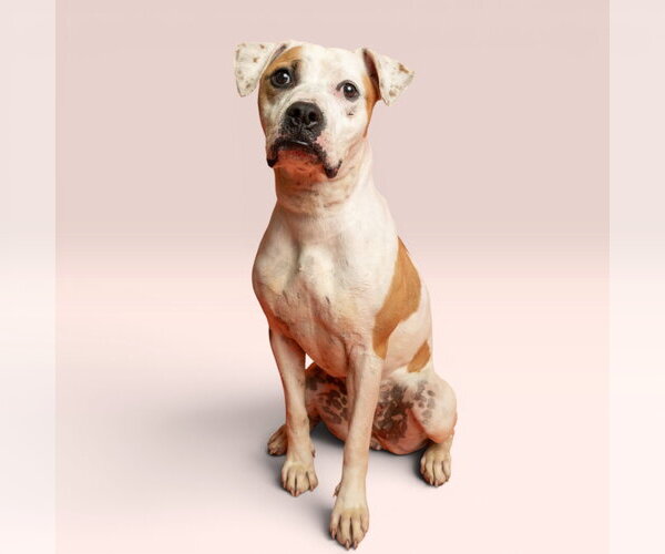 Medium Photo #1 Mutt Puppy For Sale in Rowlett, TX, USA