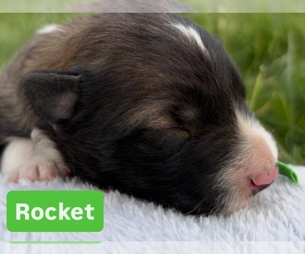 Medium Photo #1 Border Collie Puppy For Sale in MESA, WA, USA