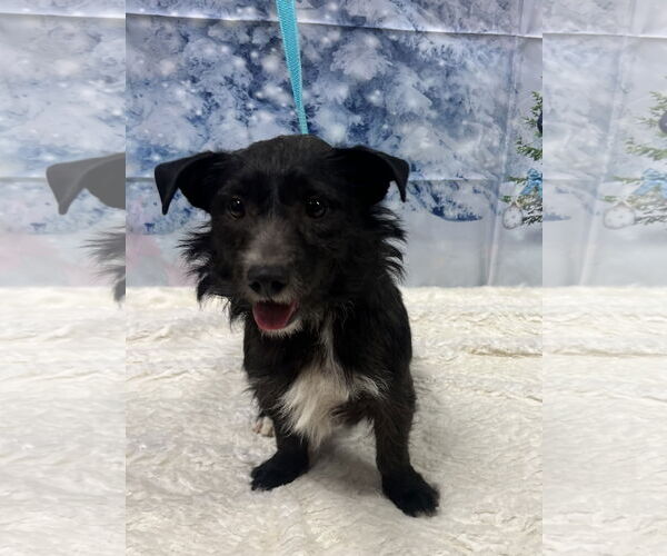 Medium Photo #3 Mutt Puppy For Sale in Euless, TX, USA