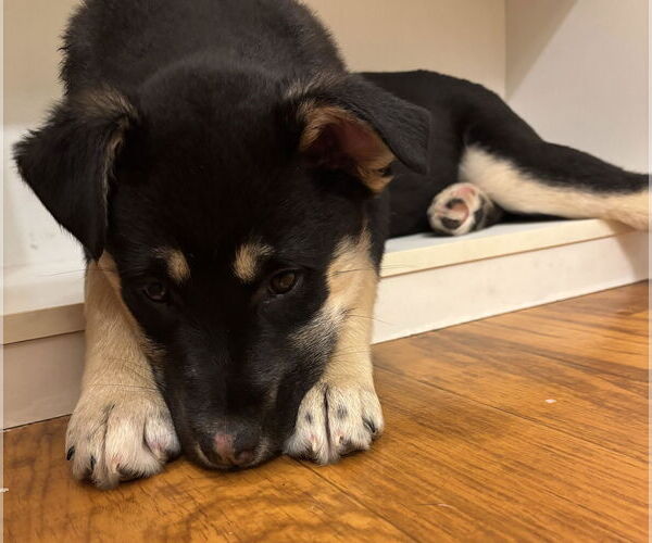 Medium Photo #4 Shepradors Puppy For Sale in Princeton, MN, USA