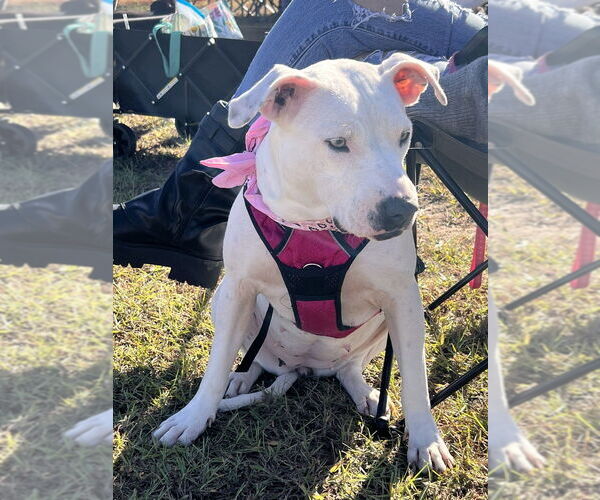 Medium Photo #4 American Pit Bull Terrier Puppy For Sale in FRAMINGHAM, MA, USA