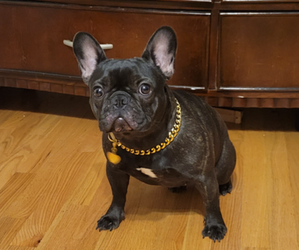 French Bulldog Puppy for sale in CHICAGO, IL, USA